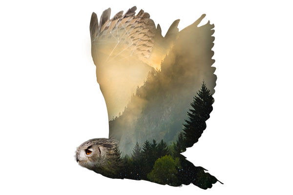 Understanding Dreams